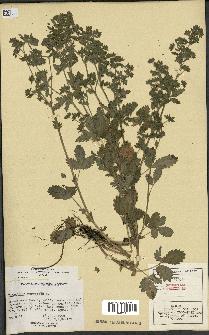 spécimen de Potentilla norvegica