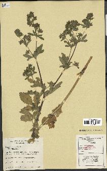 spécimen de Potentilla norvegica