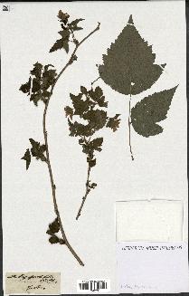 spécimen de Rubus spectabilis