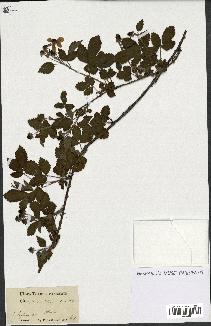 spécimen de Rubus trivialis