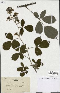 spécimen de Rubus ericetorum