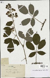 spécimen de Rubus ericetorum