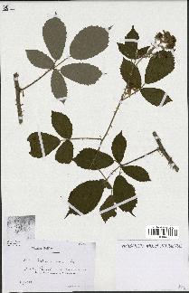 spécimen de Rubus ericetorum