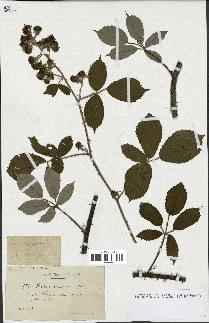 spécimen de Rubus ericetorum