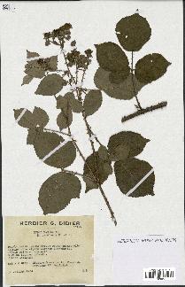 spécimen de Rubus radula