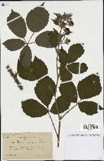 spécimen de Rubus discerptus