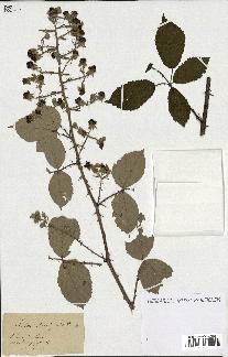 spécimen de Rubus rhamnifolius