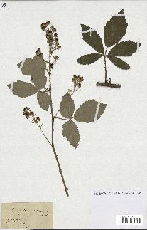 spécimen de Rubus tomentosus
