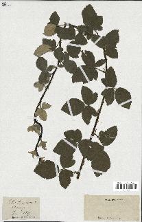 spécimen de Rubus tomentosus