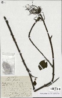 spécimen de Rubus fruticosus