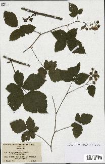 spécimen de Rubus mougeoti