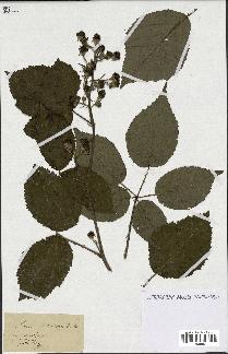 spécimen de Rubus sylvaticus