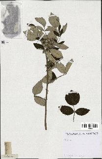 spécimen de Rubus sp.