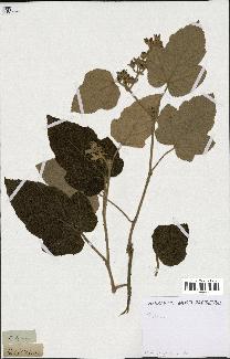 spécimen de Rubus sp.