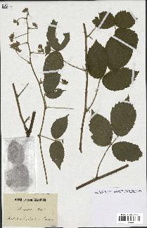 spécimen de Rubus rosaceus