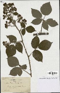 spécimen de Rubus radula