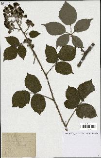 spécimen de Rubus radula