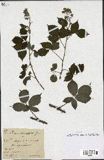 spécimen de Rubus mutabilis