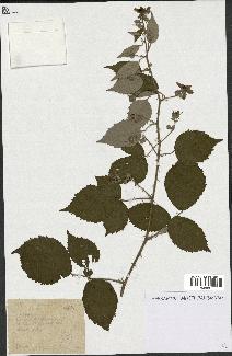 spécimen de Rubus sp.