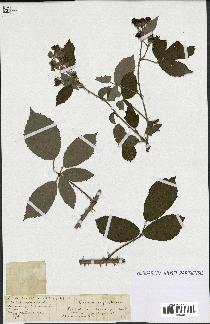 spécimen de Rubus sp.