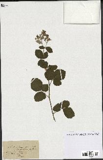 spécimen de Rubus tomentosus