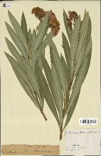 spécimen de Nerium oleander