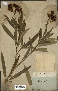 spécimen de Nerium oleander