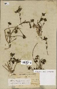 spécimen de Convolvulus gharbensis