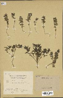 spécimen de Sideritis montana