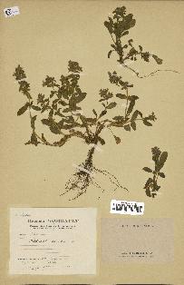 spécimen de Sideritis romana