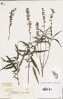 spécimen de Salvia sp.