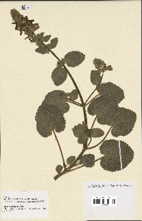 spécimen de Stachys circinata