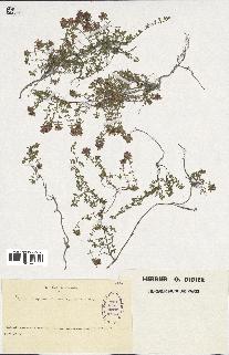 spécimen de Thymus serpyllum