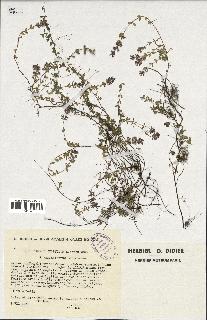 spécimen de Thymus serpyllum