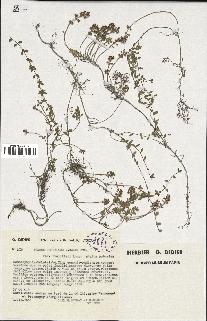 spécimen de Thymus serpyllum