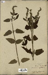 spécimen de Teucrium inflatum