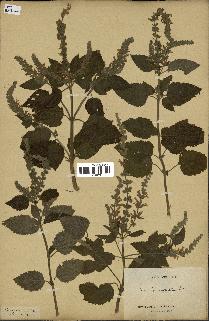 spécimen de Teucrium inflatum