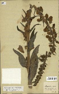 spécimen de Digitalis purpurea