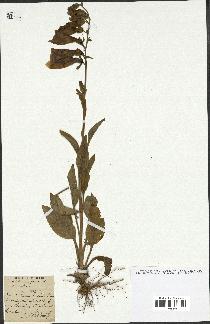 spécimen de Digitalis purpurea