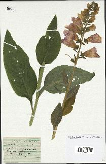 spécimen de Digitalis purpurea