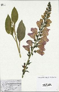 spécimen de Digitalis purpurea