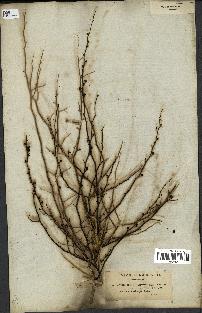 spécimen de Antirrhinum ramosissimum