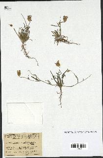spécimen de Catananche arenaria