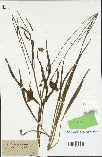 spécimen de Catananche arenaria