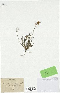 spécimen de Catananche arenaria