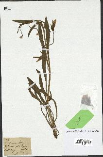 spécimen de Catananche arenaria