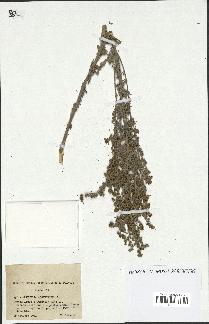 spécimen de Artemisia absinthium