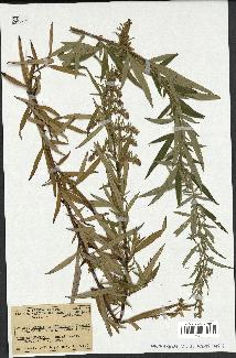 spécimen de Artemisia verlotiorum