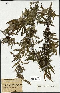 spécimen de Artemisia verlotiorum