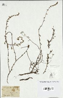 spécimen de Artemisia crithmifolia